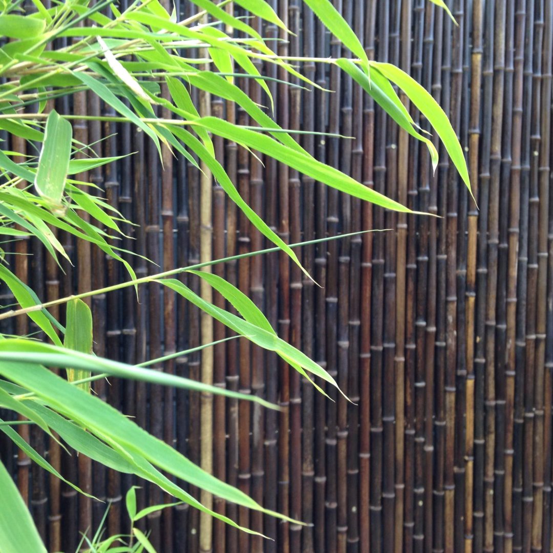 Bambus - 20% rabatt